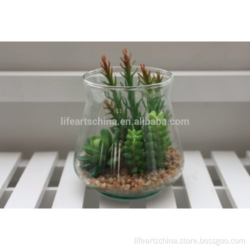 succulent plants, mini plant, assorted succulent plant in grass vase series # 6